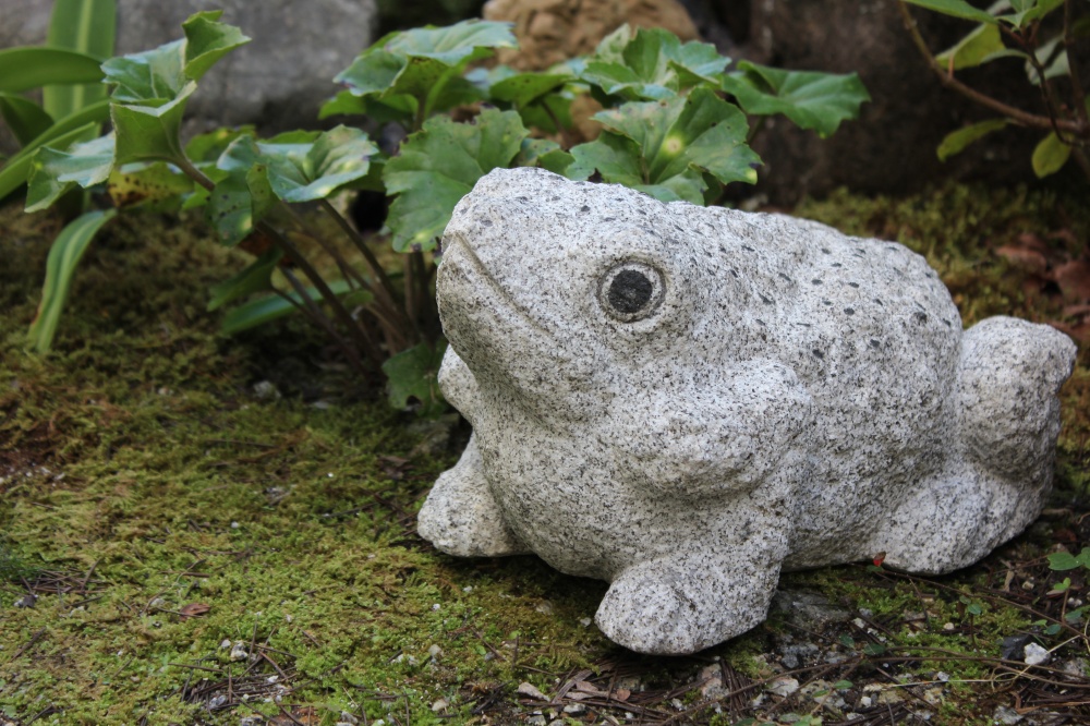 上向きイボガエル