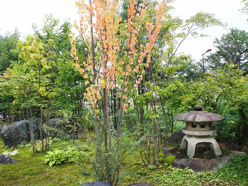 泉涌寺3.0尺